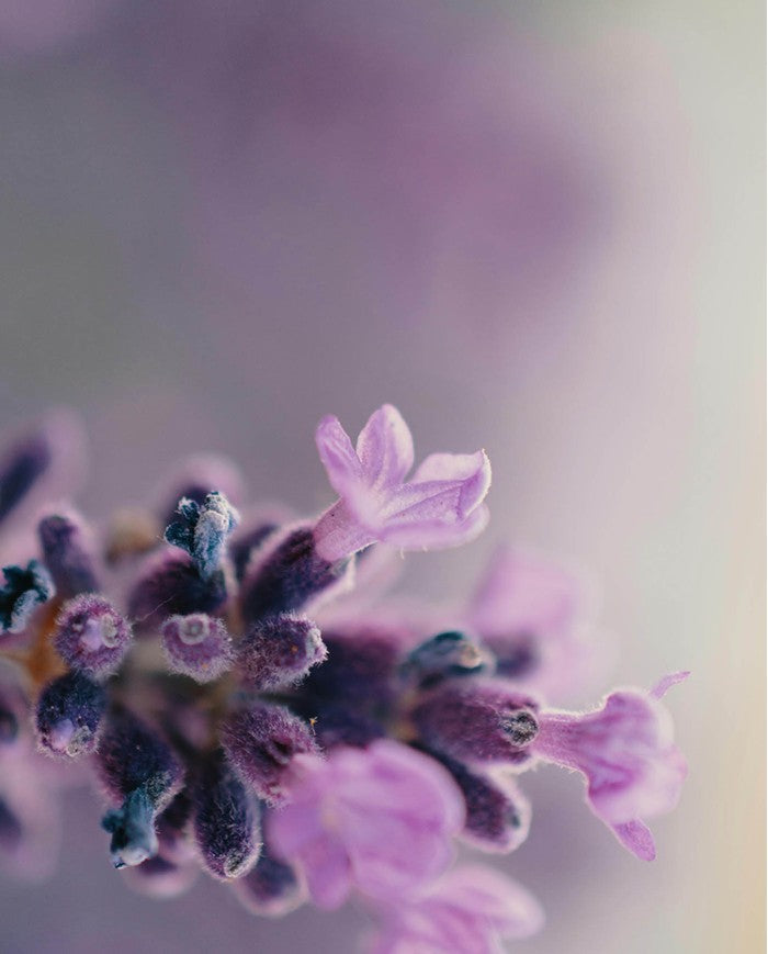 Foot Daily Care Cream